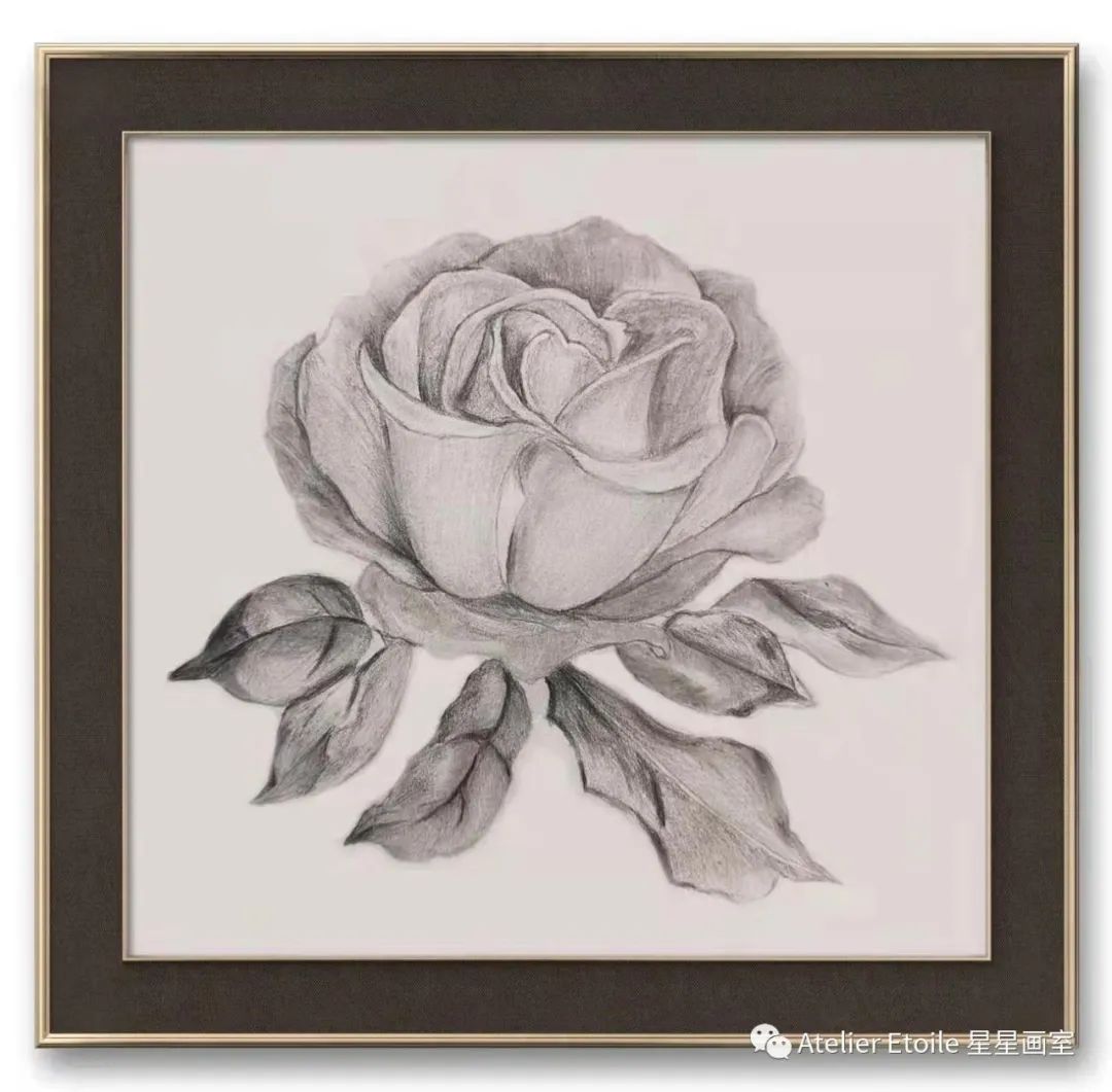 Taylor WU 成人线上素描课中级课下作品